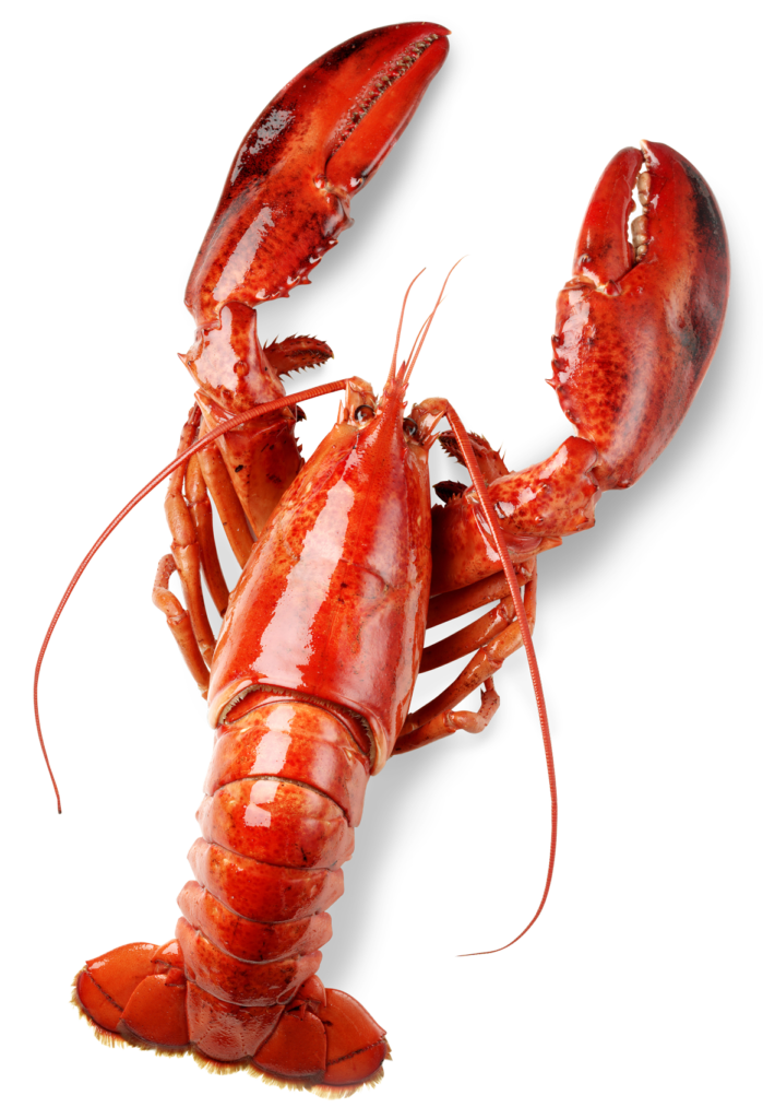 A red lobster